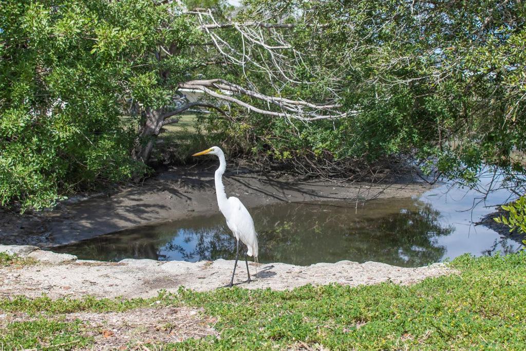 Marsh Front Birders Paradise Close To Beaches And Downtown St. Augustine Εξωτερικό φωτογραφία